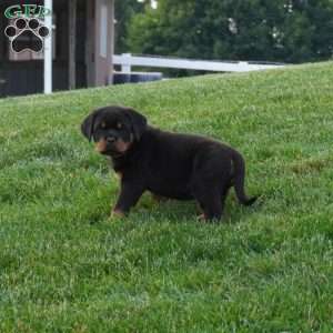 Thor, Rottweiler Puppy